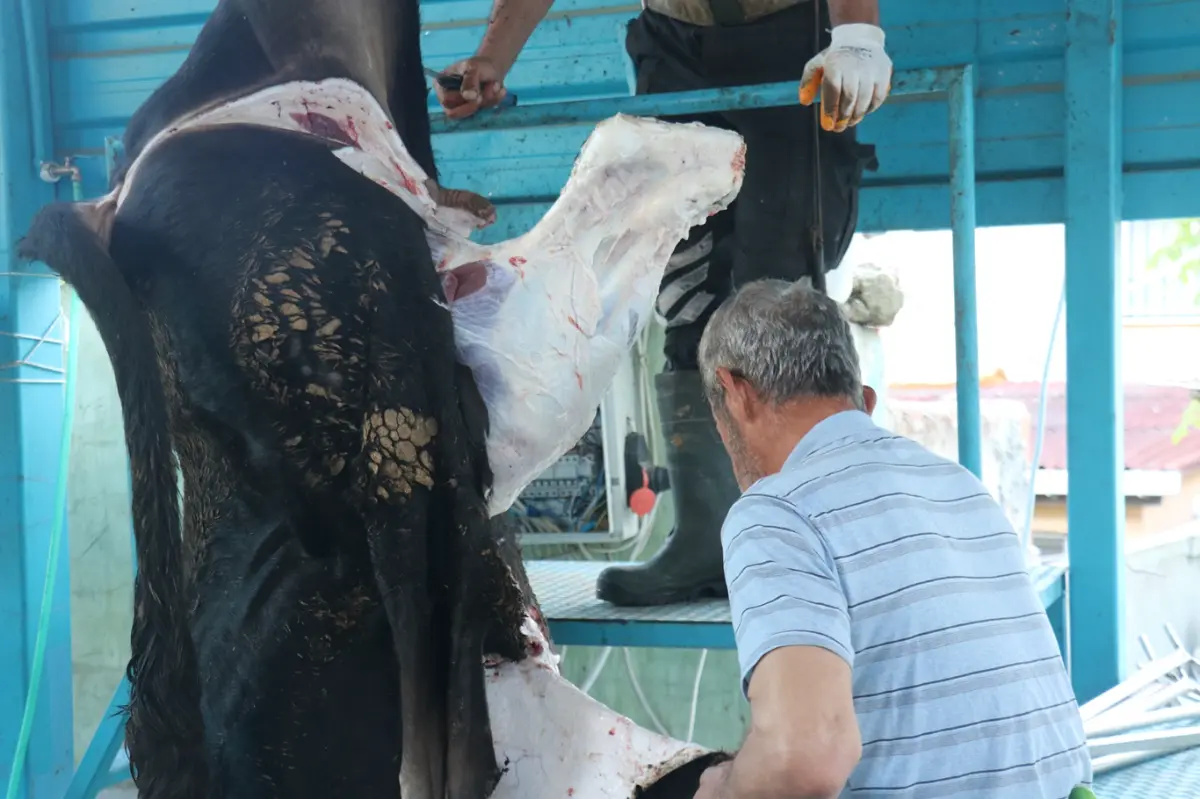 Umut Kervanı İstanbul'da yüzlerce kurban vekâletini yerine getirdi galeri görseli 20