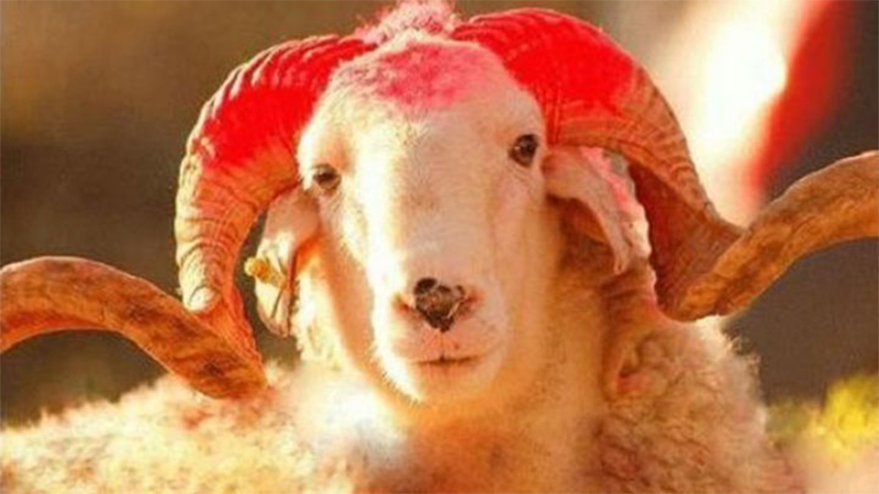 Yurtiçi Kurban